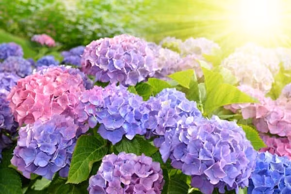 Tuy nhiên nhờ sự thay đổi lượng axit và bazo trong đất nên nó biến dần sang màu hồng hay màu lam, màu xanh, tím hay tím nhạt. Một cành cẩm tú cầu màu xanh có giá khoảng 200.000 đồng một cành.