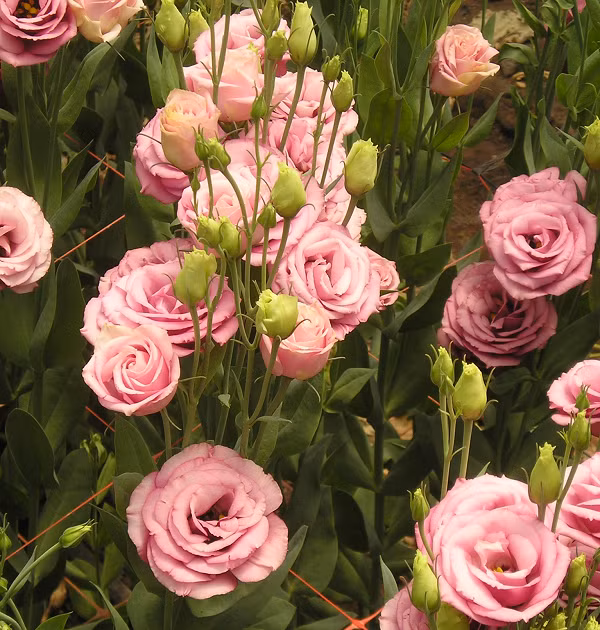 Hoa Lisianthus chỉ nở một lần mỗi năm, có sắc thái màu tím, trắng và xanh tím. Mỗi bó hoa có giá từ 32-35 đô la.