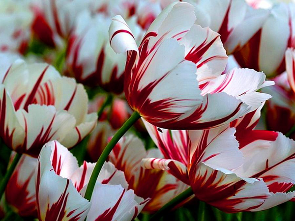 Hoa Tulip Semper Augustus có các tia màu đỏ uốn lượn mềm mại trên từng cánh hoa, vô cùng độc đáo. Loài hoa này hiện rất hiếm, khó có thể tìm thấy để mua, giá bán của nó rơi vào khoảng 5.700 USD/bó.