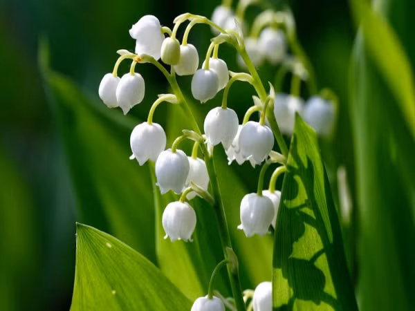 Hoa lan chuông chỉ có thể thu hoạch mỗi năm một lần và thời gian thu hoạch chỉ kéo dài một tuần. Chúng có mùi thơm rất đặc trưng, được bán với giá 15 đến 50 đô la Mỹ cho mỗi bó.