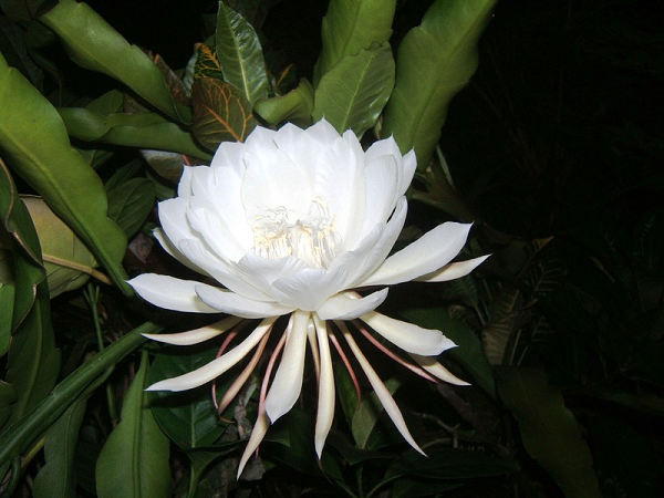 Hoa Kadupul có tên khoa học là Epiphyllum oxypetalum tuy dễ trồng, nhưng hiếm vì nở hoa rất ít. Hoa chỉ nở vào ban đêm, và sau đó bí ẩn tàn lụi trước ánh bình minh. Những bông hoa này có màu trắng và có mùi thơm rất riêng. Giá trị của loài hoa này là vô giá.