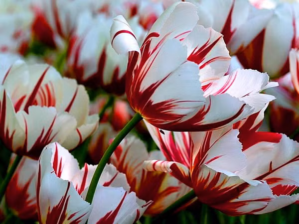 Hoa Tulip Semper Augustus có các tia màu đỏ uốn lượn mềm mại trên từng cánh hoa, vô cùng độc đáo. Loài hoa này hiện rất hiếm, khó có thể tìm thấy để mua, giá bán của nó rơi vào khoảng 5.700 USD/bó.