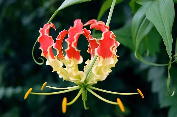 Hoa Gloriosa chỉ mọc tự nhiên ở Nam Phi và châu Á nên nó rất hiếm. Và dù có độc ở tất cả các bộ phận nhưng hoa Gloriosa được bán với giá khá đắt khoảng 6-10 USD/cành (khoảng 140.000 – 230.000 đồng).