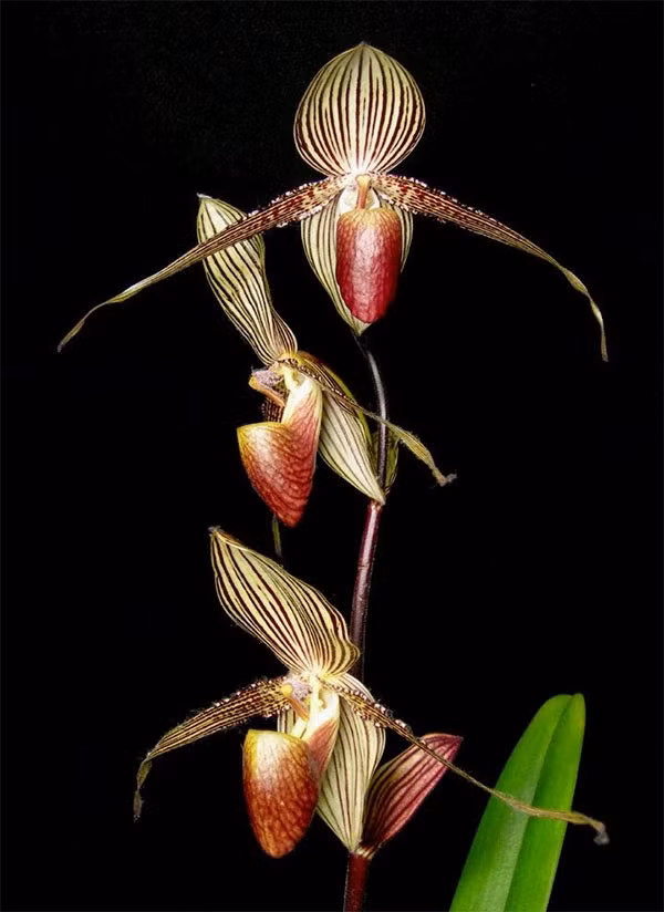 Phong lan Gold of Kinabalu được tìm thấy ở Vườn quốc gia Kinabalu của Malaysia và cho đến nay vẫn chưa xuất hiện ở bất cứ nơi nào khác. Nếu muốn sở hữu 1 cây, bạn phải chi số tiền lên tới 136 triệu đồng.