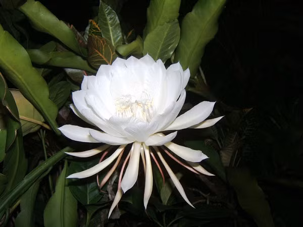 Hoa Kadupul có tên khoa học là Epiphyllum oxypetalum tuy dễ trồng, nhưng hiếm vì nở hoa rất ít. Hoa chỉ nở vào ban đêm, và sau đó bí ẩn tàn lụi trước ánh bình minh. Những bông hoa này có màu trắng và có mùi thơm rất riêng. Giá trị của loài hoa này là vô giá.