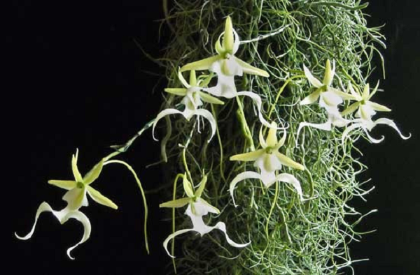 Phong lan ma là một trong những loài phong lan hiếm nhất trên thế giới. Chúng chỉ có thể sống trong bóng tối và nở hoa khi có điều kiện tốt. Ngoài ra, khả năng phát tán hạt của phong lan ma cực kém.