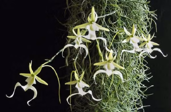 Phong lan ma là một trong những loài phong lan hiếm nhất trên thế giới. Chúng chỉ có thể sống trong bóng tối và nở hoa khi có điều kiện tốt. Ngoài ra, khả năng phát tán hạt của phong lan ma cực kém.