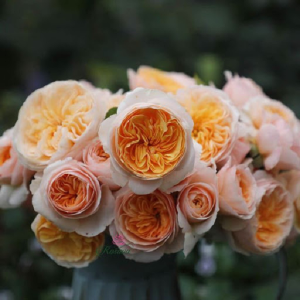 Hoa hồng Juliet là loài hoa đắt đỏ nhất thế giới, để sở hữu một bó bạn sẽ phải bỏ ra số tiền lên tới 15 triệu USD (xấp xỉ 330 tỷ đồng). Loài hoa này còn có tên gọi là “hoa hồng cô dâu”, bởi khi nở, cánh hoa khép kín như một chiếc váy cô dâu.