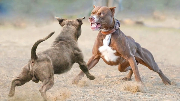 Pitbull hay một số giống chó hung dữ đã bị nhiều nơi trên thế giới cấm nuôi do bản tính hung dữ và khi đã tấn công thì nhất định sẽ không dừng lại đến khi con mồi hoàn toàn bất động.