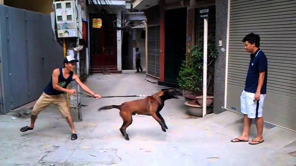 Bên cạnh đó, cách nuôi của chủ cũng quyết định đến hành vi của những chú chó dữ. Việc thường xuyên nhốt chó trong chuồng hoặc chỗ kín sẽ tạo cho con chó sự kìm kẹp và căng thẳng thần kinh. Những con chó khi không được thường xuyên chạy nhảy, chúng sẽ giải phóng năng lượng bằng cách cắn phá, và tính tình cũng trở nên hung dữ hơn.