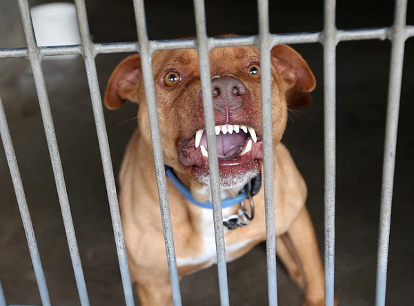 Nhiều người thường cho chó ăn thịt sống, điều này khiến chúng có nguy cơ nhiễm khuẩn cao và kích thích bản năng hoang dã, ăn mồi sống của chó. Khi đó, con người có thể biến thành con mồi của chúng và chó sẽ lao vào tấn công, ăn thịt.