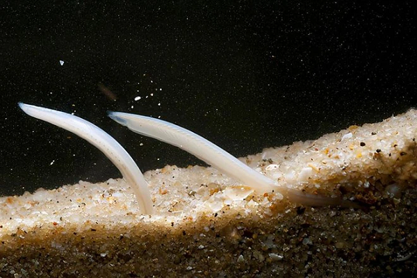 Cá văn xương chỉ có một búi "chân" đàn hồi trên đầu giữ vai trò nâng đỡ cơ thể. Điều đáng kinh ngạc nhất là nó thậm chí không có tim, thay vào đó nó dựa vào nhịp đập của một phần mạch máu để vận chuyển máu.