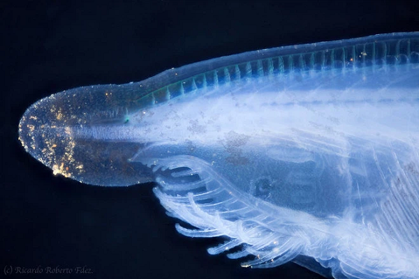 Ngoài ra chúng còn được coi là "anh em họ" của tổ tiên rất nhiều loài động vật có xương sống ngày nay. Cá Văn Xương tuy được gọi tên và nhìn sơ qua thì rất giống cá, nhưng thực chất không phải là cá.