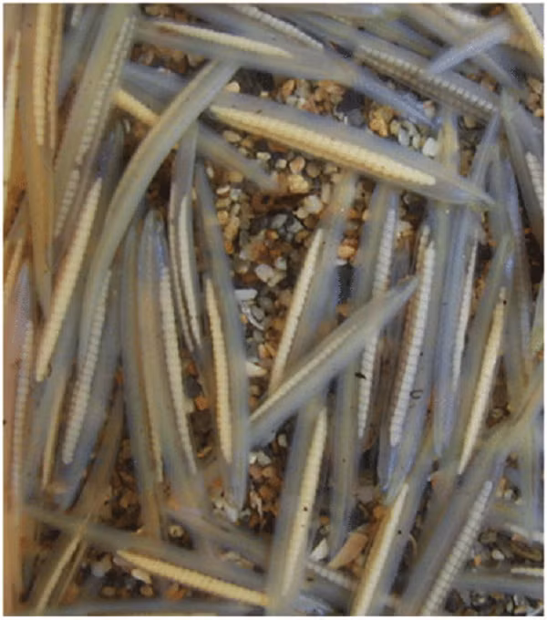 Cá văn xương thường theo nước triều bơi vào vùng cửa sông nơi đáy biển nông, hầu như không có khả năng tự vệ nhưng lại có khả năng xuyên xuống đất.