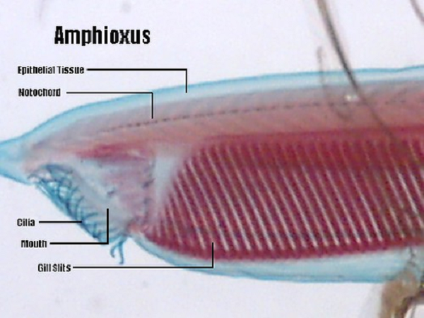 Đến mùa sinh đẻ, cá văn xương từng cặp một ra khỏi cát, bơi lội tung tăng cùng nhau giao phối. Con đực con cái tách bạch, các tế bào sinh dục trưởng thành lộ ra ngoài, thụ tinh trong nước.