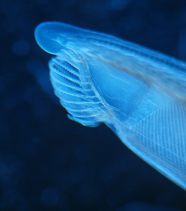 Tuổi thọ khoảng 3-4 năm, chúng thường vùi già nửa mình trong cát, nửa kia lộ ra ngoài để đón sinh vật phù du ngoài sông đưa tới.