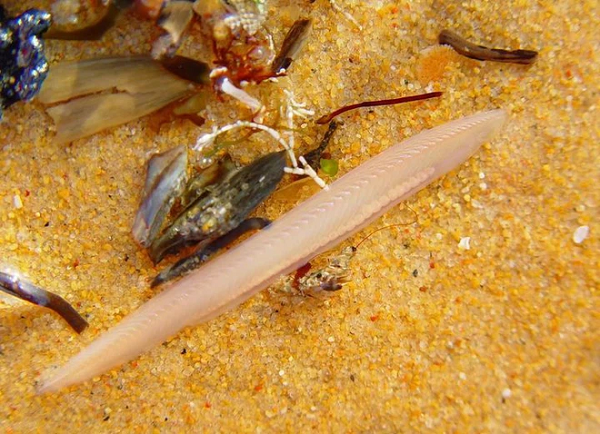 Sáng hôm sau trứng thụ tinh đã thành những con cá con bơi lội tự do. Ba tháng sau đã thành cá lớn nhưng hệ thống sinh dục phải 1 năm sau mới trưởng thành đầy đủ.