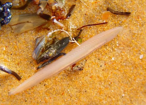 Sáng hôm sau trứng thụ tinh đã thành những con cá con bơi lội tự do. Ba tháng sau đã thành cá lớn nhưng hệ thống sinh dục phải 1 năm sau mới trưởng thành đầy đủ.