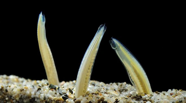 Cá văn xương không có đầu thật, các cơ quan về giác quan như khứu giác, thị giác và thính giác, ngay cả hộp sọ hay hàm răng cũng là một điều gì đó quá viễn tưởng đối với chúng.