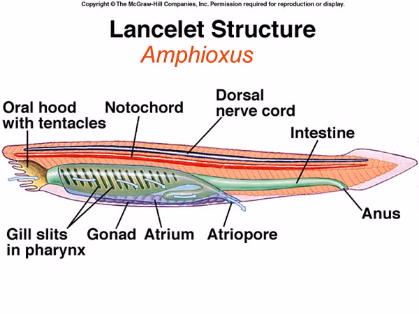 Cá văn xương không có giác quan như mắt, mũi, tai. Không có phân hóa đối với khí quan tiêu hóa. Ngoài miệng và họng ra, còn lại chỉ là một đoạn ruột dẫn thẳng đến hậu môn.