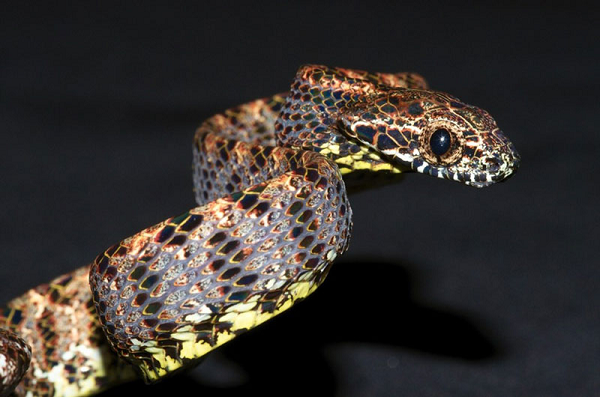 Rắn rào ngọc bích là một trong những loài khó nắm bắt và nghiên cứu nên chưa có nhiều thông tin về loài rắn độc đáo này.