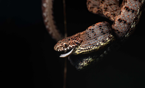 Để hù dọa kẻ thù, rắn rào ngọc bích phình to phần đầu của mình giống như rắn hổ mang bành, thậm chí nó còn bắt chước cả âm thanh của những loài rắn độc khác nhằm khiến kẻ thù phân vân.