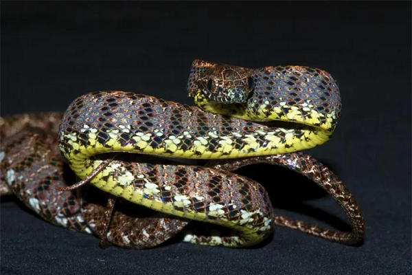 Rắn rào ngọc bích được "mẹ thiên nhiên" ưu ái cho sở hữu một bộ da với các màu sắc, hoa văn được kết hợp một cách vô cùng hài hòa, tinh tế.