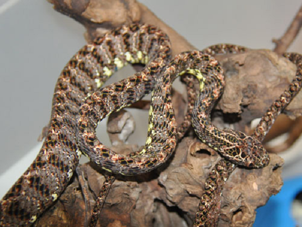 Giống như đa phần các loài rắn nước khác, rắn rào ngọc bích là loài rắn không có độc. Tuy vậy, nó lại có khả năng thú vị là bắt chước một số loài rắn độc khi cảm thấy bị đe dọa.