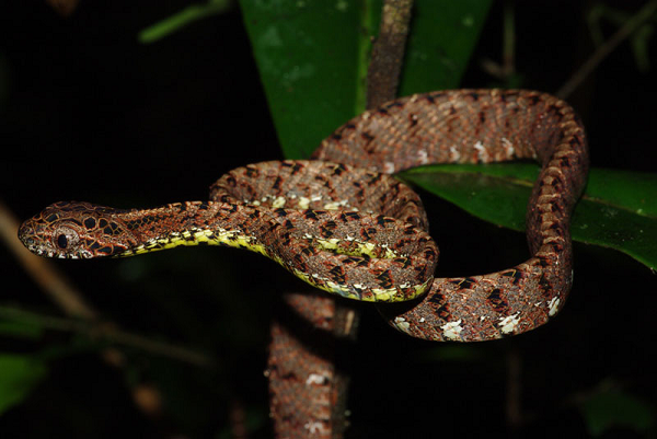 Tuy có rất nhiều màu sắc trên cơ thể nhưng lớp da của rắn rào ngọc bích không hề mang đến cảm giác rối mắt do cách bài trí hoa văn và phối màu hài hòa trên cơ thể.