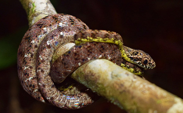 Rắn rào ngọc bích được tìm thấy ở các môi trường sống trên cây trong rừng mưa nhiệt đới, đôi khi là cả các cây bụi thấp, chúng ăn tắc kè, họ lưỡng cư và cả các loài rắn nhỏ hơn.