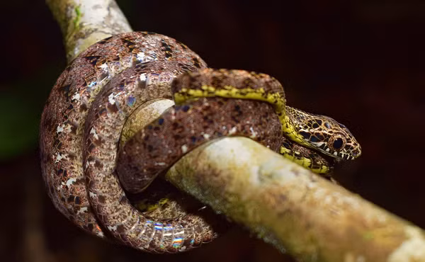 Rắn rào ngọc bích được tìm thấy ở các môi trường sống trên cây trong rừng mưa nhiệt đới, đôi khi là cả các cây bụi thấp, chúng ăn tắc kè, họ lưỡng cư và cả các loài rắn nhỏ hơn.