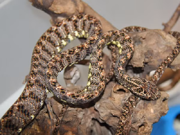 Giống như đa phần các loài rắn nước khác, rắn rào ngọc bích là loài rắn không có độc. Tuy vậy, nó lại có khả năng thú vị là bắt chước một số loài rắn độc khi cảm thấy bị đe dọa.