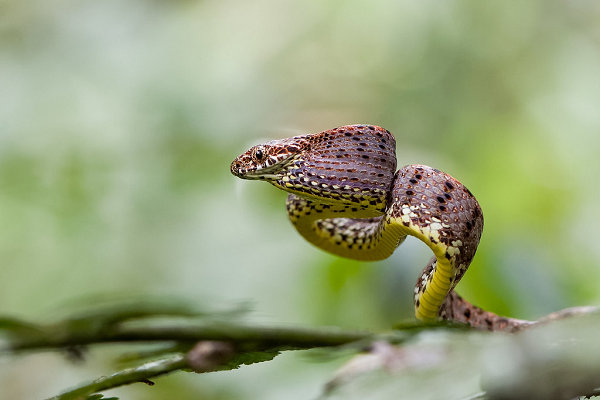 Trong lúc kẻ thù đang lưỡng tự có tấn công hay không, nhân cơ hội đó, rắn rào ngọc bích nhanh chóng lẩn trốn.