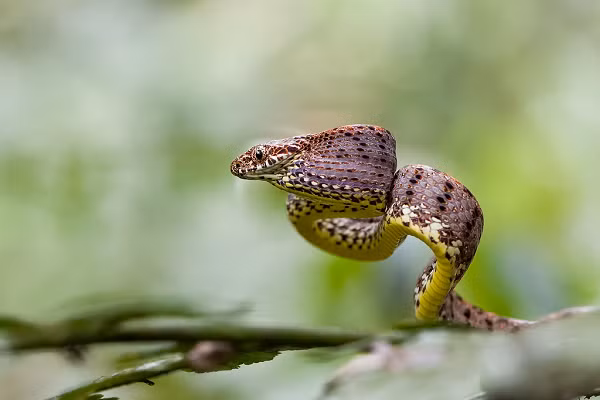 Trong lúc kẻ thù đang lưỡng tự có tấn công hay không, nhân cơ hội đó, rắn rào ngọc bích nhanh chóng lẩn trốn.