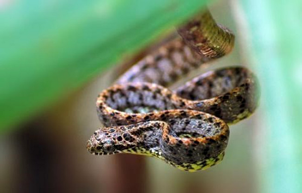 Những thanh ngang màu xanh ngọc này nổi lên rõ ràng khi rắn rào ngọc bích phình to cổ họng hoặc các phần cơ thể khác để đe dọa kẻ thù, tiêu hóa con mồi.