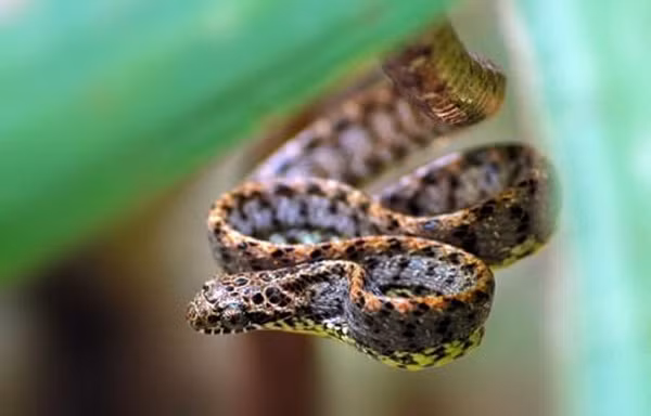 Những thanh ngang màu xanh ngọc này nổi lên rõ ràng khi rắn rào ngọc bích phình to cổ họng hoặc các phần cơ thể khác để đe dọa kẻ thù, tiêu hóa con mồi.