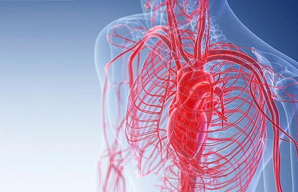 Nếu nối tất cả mạch máu trong cơ thể một người trưởng thành thì tổng độ dài sẽ lên đến hơn 160.000 km. Chiều dài này đủ để bao quanh xích đạo 2,5 lần.