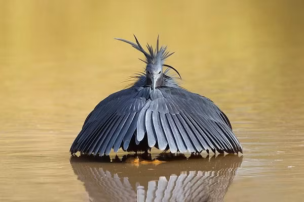 Loài diệc đen Trung Phi được tìm thấy ở phía nam sa mạc Sahara, bao gồm cả Madagascar. Chúng thích những vùng nước cạn, chẳng hạn như các cạnh của hồ nước ngọt và ao.