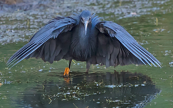 Bill Shields, giáo sư danh dự tại Đại học Khoa học môi trường và lâm nghiệp SUNY, cho biết: "Quá trình đó là chiến thuật săn mồi của diệc đen, chúng dành nhiều thời gian để tìm kiếm những con mồi nhỏ ngay mặt nước dưới chân mình".