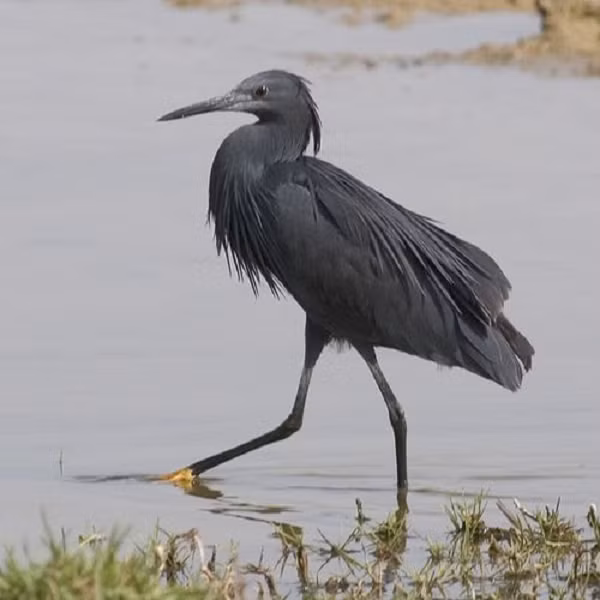 Tổ của diệc đen Trung Phi được làm từ các cành cây nhỏ xếp đặt trên mặt nước trên cây gỗ, cây bụi và các bụi lau sậy, tạo thành một kết cấu vững chắc.