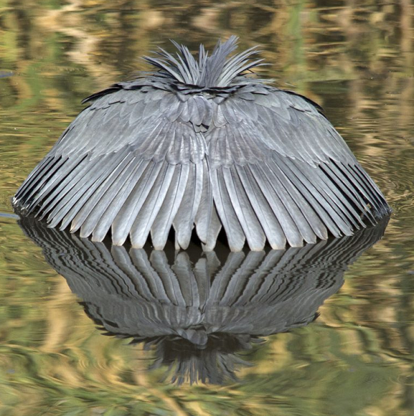 Kỹ thuật săn mồi bằng chiếc ô giả có vẻ mang lại hiệu quả vô cùng lớn, do đó loài chim này tiến hóa dần theo hướng chỉ dựa vào cách kiếm mồi này.