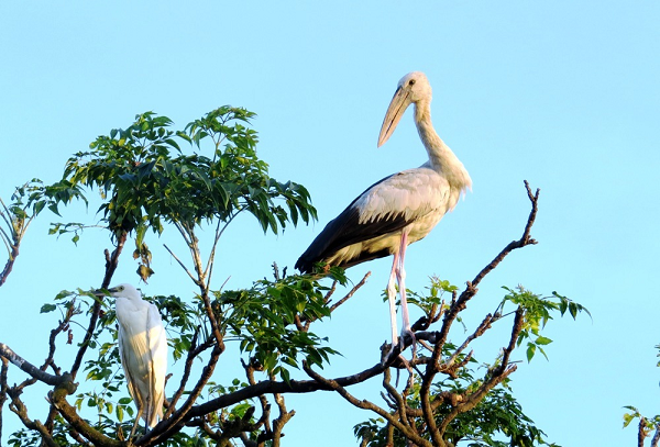 Riêng ở Việt Nam, loài cò nhạn quý hiếm này chỉ xuất hiện một vài nơi ở Tây Nam bộ và Tây Ninh, số lượng không nhiều, với trọng lượng khoảng 1 - 1,2kg/cá thể.