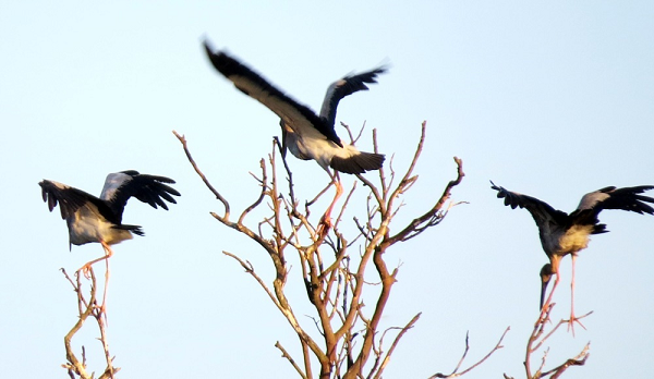 Các cơ quan chức năng đã chỉ đạo các lực lượng, đơn vị thông báo, tuyên truyền cho người dân không được săn bắt, bẫy bắn đối với đàn cò nhạn quý hiếm này.