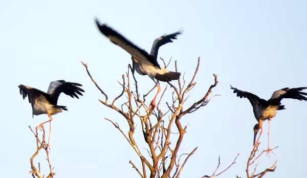Các cơ quan chức năng đã chỉ đạo các lực lượng, đơn vị thông báo, tuyên truyền cho người dân không được săn bắt, bẫy bắn đối với đàn cò nhạn quý hiếm này.