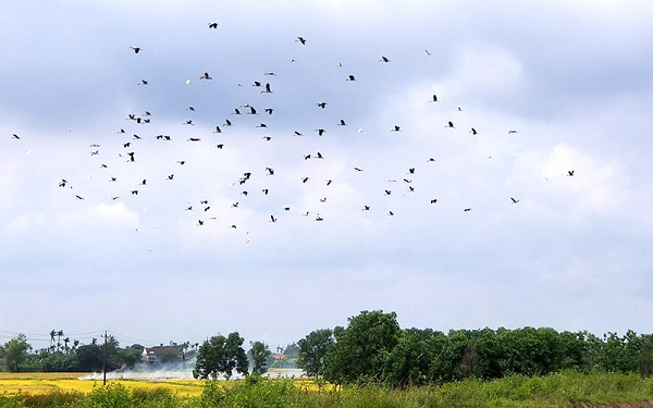 Cò nhạn thường sống ở những nước Nam Á và Đông Nam Á. Đây là loài chim nằm trong Sách đỏ Việt Nam, thuộc bậc hiếm (R).