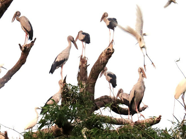 Nếu không bị con người đe dọa, có được điều kiện sống thích ứng và nguồn thức ăn dồi dào thì rất có thể cò nhạn sẽ ở lại và phát triển thêm về số lượng.