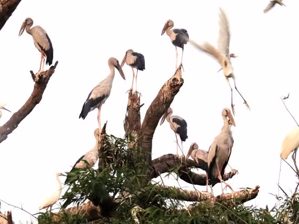 Nếu không bị con người đe dọa, có được điều kiện sống thích ứng và nguồn thức ăn dồi dào thì rất có thể cò nhạn sẽ ở lại và phát triển thêm về số lượng.