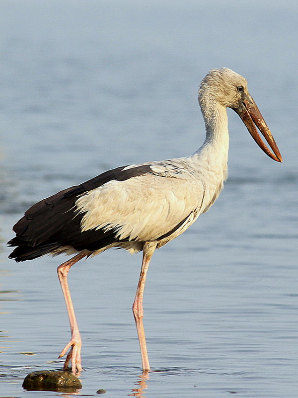 Cò nhạn thường sinh sống ở những vùng rừng ngập mặn. Đây là loài động vật sống định cư.