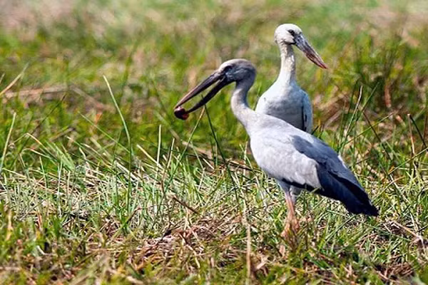 Thức ăn chủ yếu của cò nhạn là các loại ốc, các động vật thuỷ sinh như ếch, nhái, cua và côn trùng lớn.