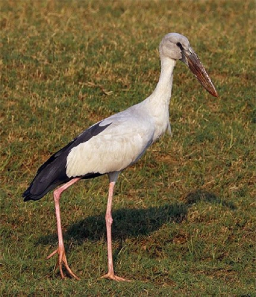 Loài cò nhạn có tên khoa học là Anastomus oscitans, là một loài chim thuộc họ Hạc. Nó còn có tên gọi khác là cò ốc.